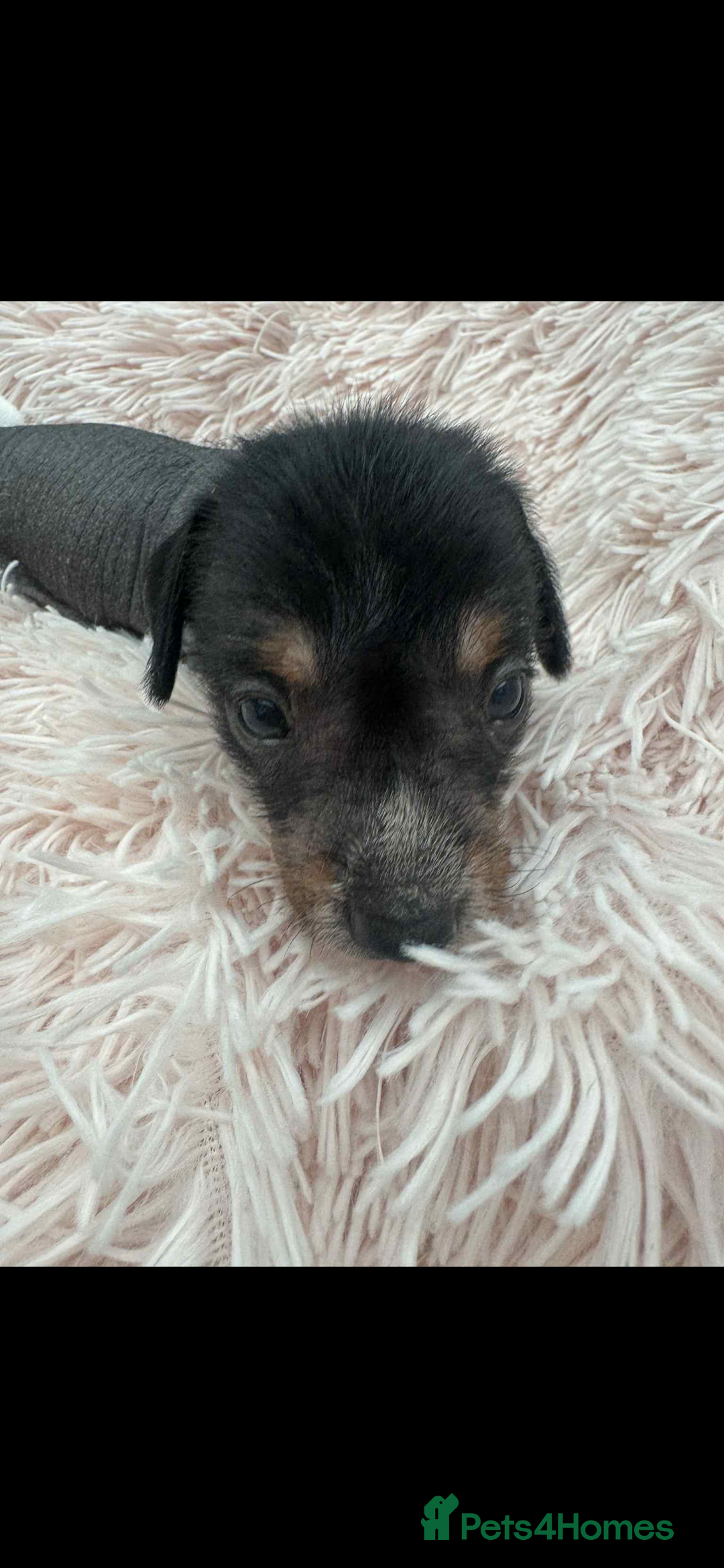 Dachshund dogs for sale: unique dachshund cross hairless Chines crested  - Image 6