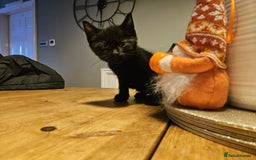Mixed Breed cats for sale: Adorable playful well handled kittens  - Image 6