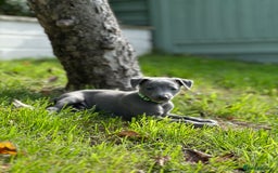 Whippet dogs for sale: READY NEXT WEEK! GORGEOUS WHIPPET PUPPIES - Image 31