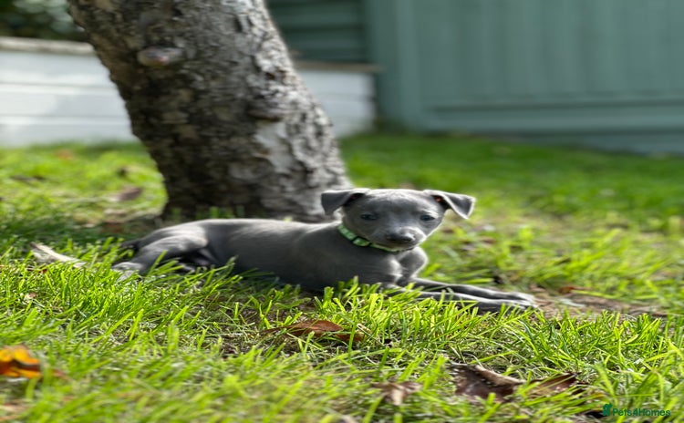 Whippet dogs - Advert 1