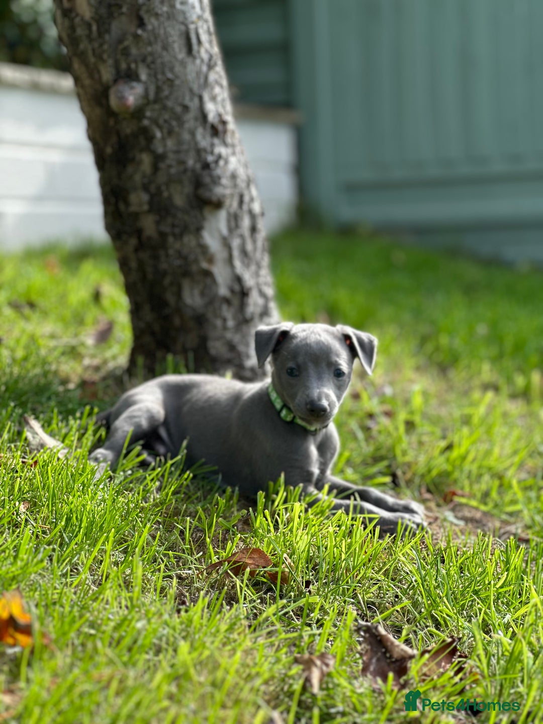 Whippet dogs for sale: READY NEXT WEEK! GORGEOUS WHIPPET PUPPIES - Image 31