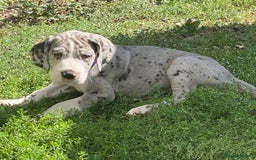 Great Dane dogs for sale: Damarkann Great Dane Puppies - Image 3