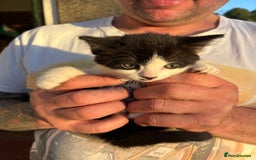 Mixed Breed cats for sale: 6 beautiful mixed breed kittens  - Image 2