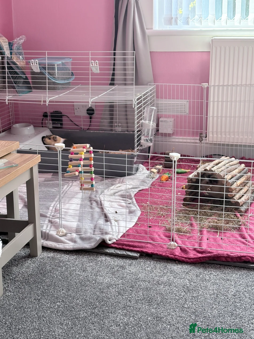 Guinea Pig rodents for sale: 2 x male guinea pigs in Dunfermline - Advert 2