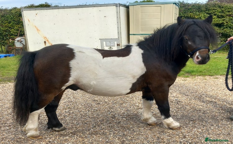 Shetland pony horses Unregistered miniature Shetland gelding - Advert 1