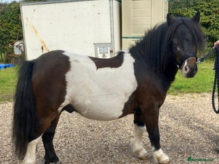 Shetland pony horses Unregistered miniature Shetland gelding - Advert 9