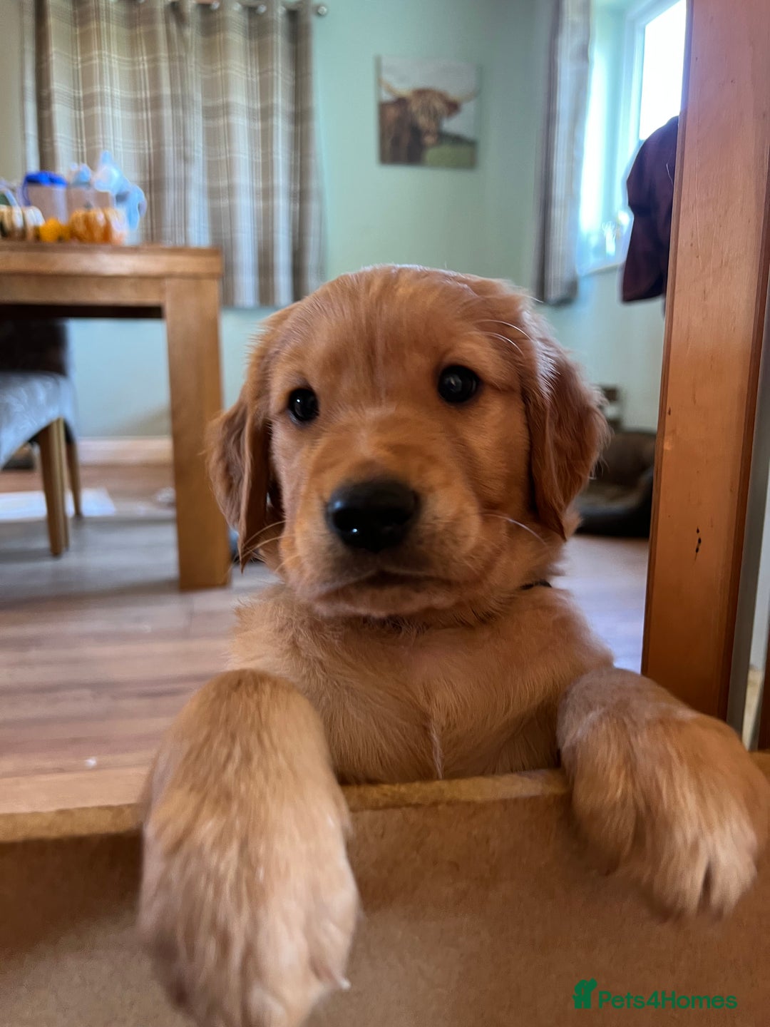 Golden Retriever dogs for sale: Gorgeous Working Type Golden Retriever Puppies  - Image 27