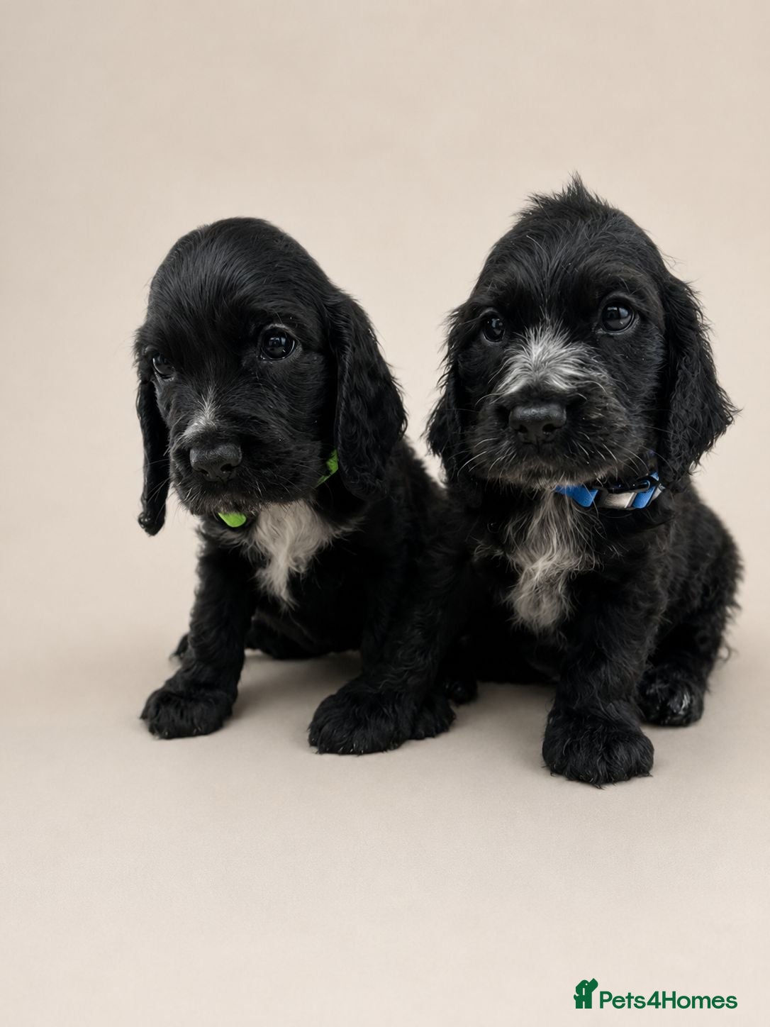 Cocker Spaniel dogs Ready now: Litter of Show Type Cocker Spaniels  - Advert 1