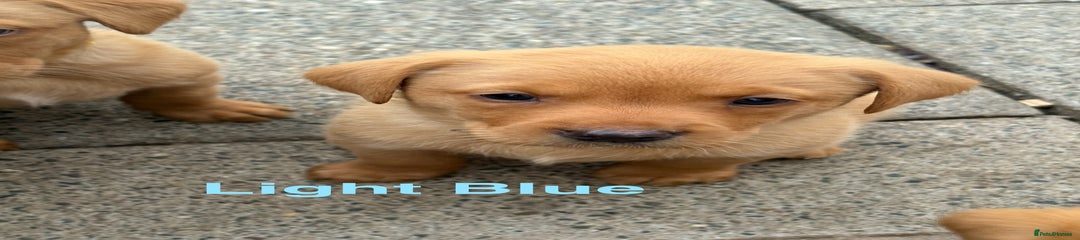 Labrador Retriever Puppy 2