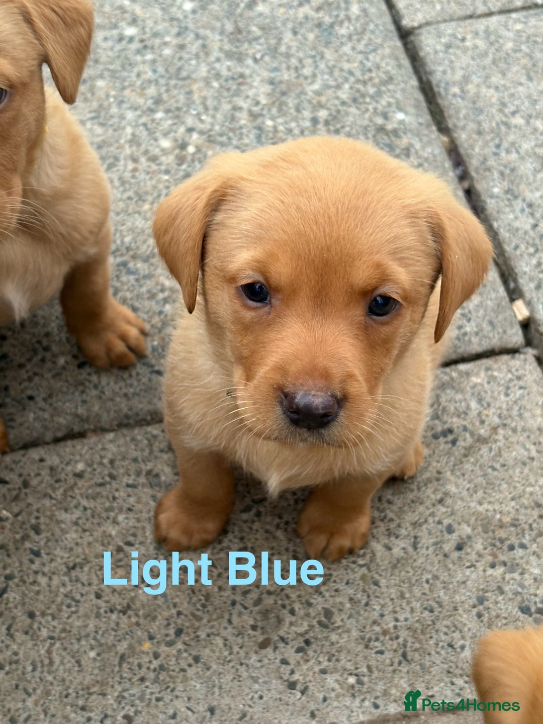 Labrador Retriever dogs for sale: Beautiful KC Fox Red Labs 0/0 hip/elbow mum & dad - Image 13