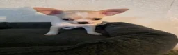 Chihuahua dogs for sale: Chihuahua  in Burnley - Advert 1
