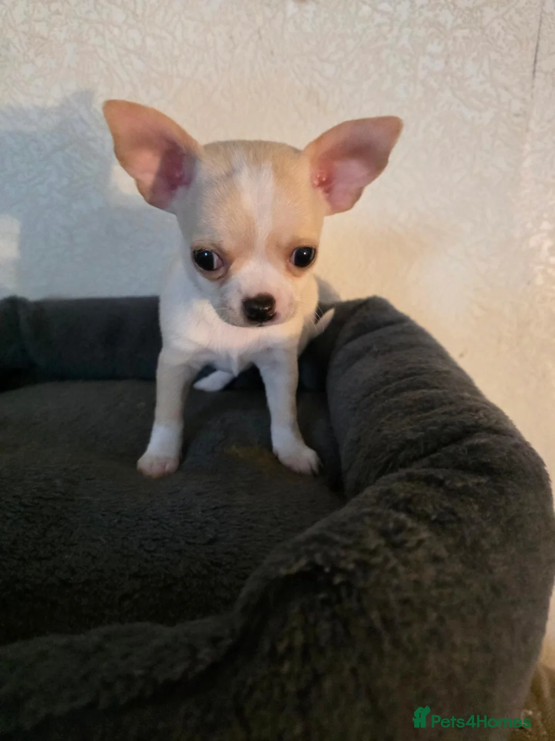 Chihuahua dogs for sale: Chihuahua  in Burnley - Advert 1