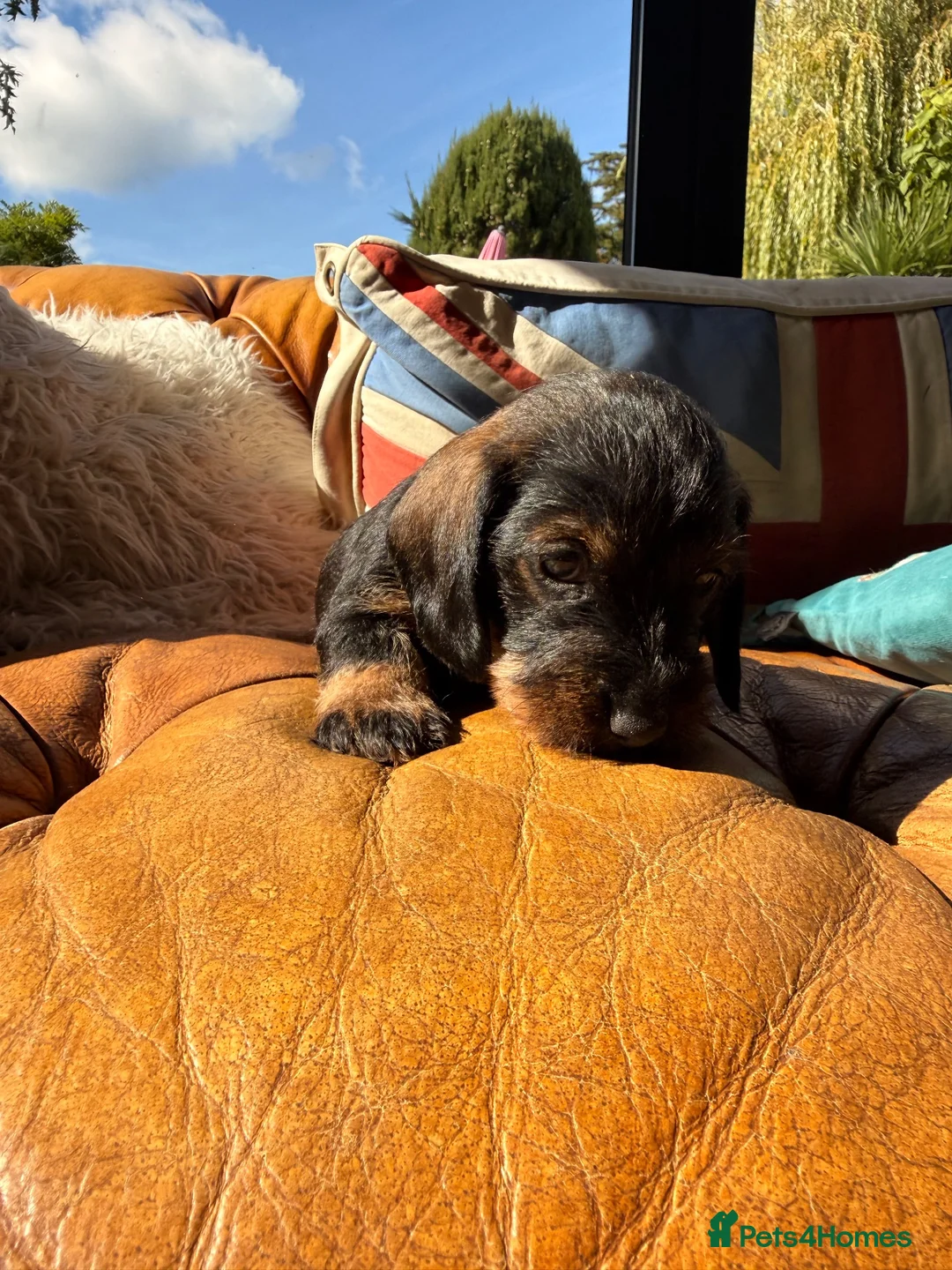 Miniature Dachshund dogs for sale: KC Reg Miniature Wire-Haired Dachshund Puppies in Christchurch - Advert 9