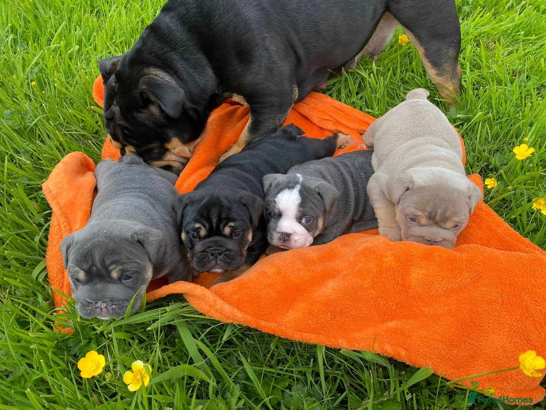 English Bulldog dogs for stud: English Bulldog Stud – Exceptional Temperament - Advert 28