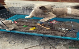 British Shorthair cats for sale: Gorgeous teddy BHS kitties from GCCF parents  - Image 11