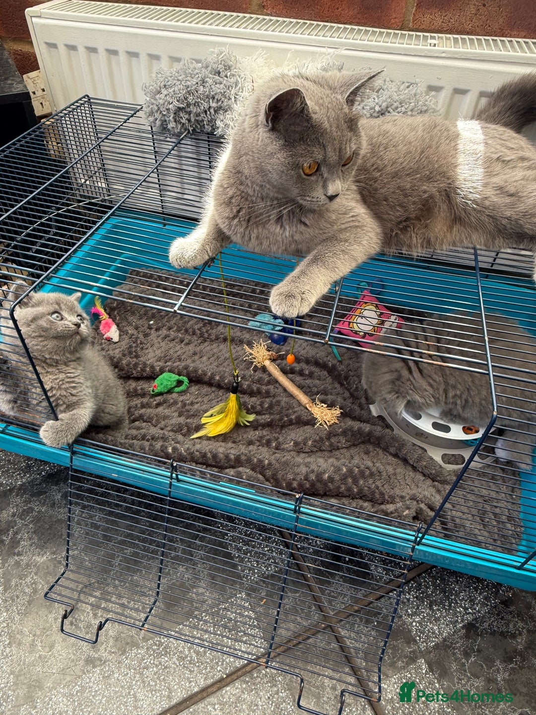 British Shorthair cats for sale: Gorgeous teddy BHS kitties from GCCF parents  - Image 11