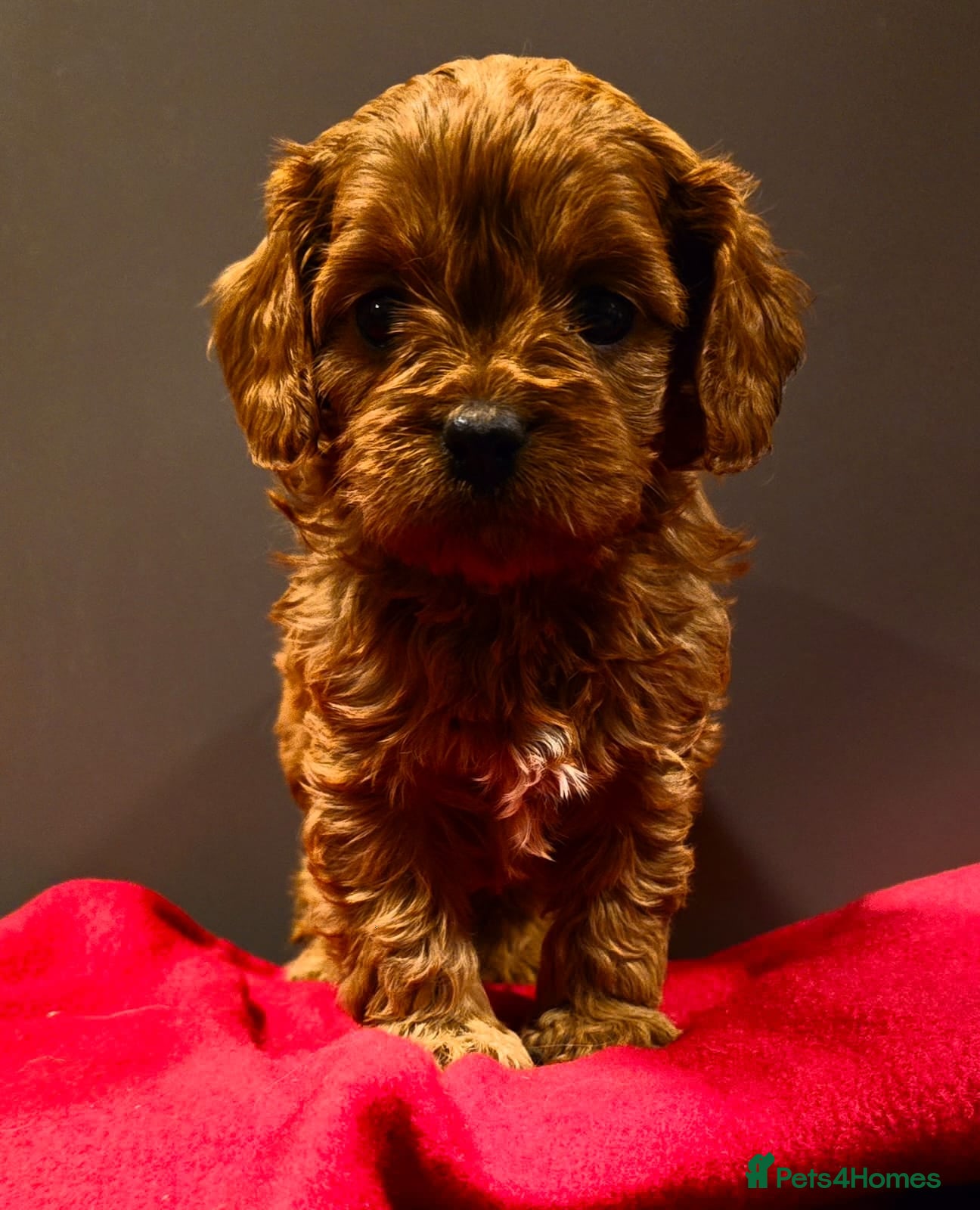 Cavapoo dogs for sale: Beautiful Red Cavapoo Miniature Puppies  - Advert 1