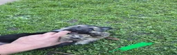 German Shepherd dogs for sale: German Shepherd Puppies 3 Males & 2 Females in York - Advert 9