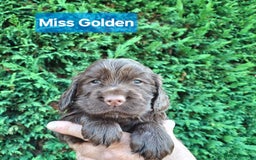 Mixed Breed dogs for sale:  Rare Little Glossy Chunks of Spaniel - Image 11