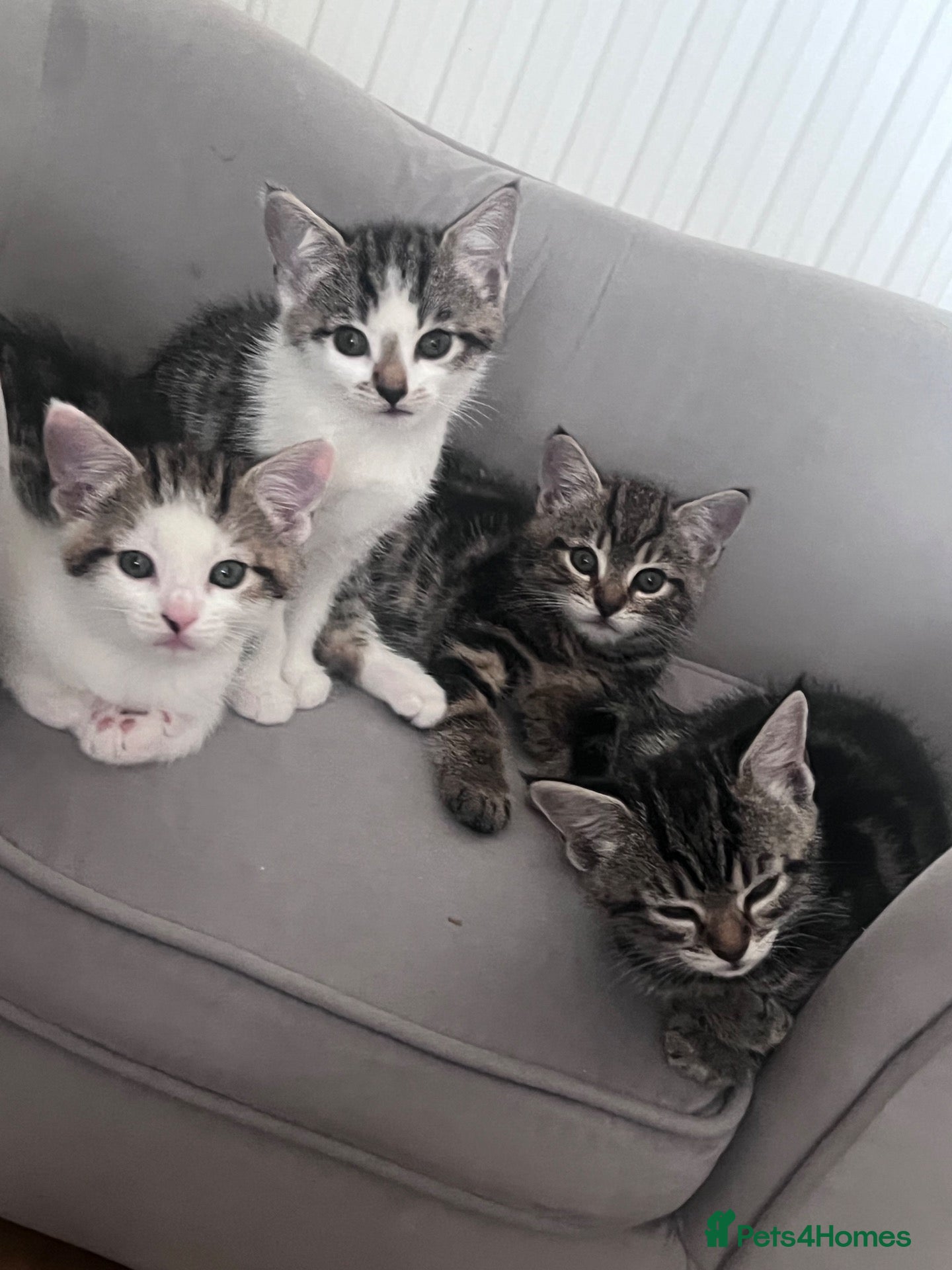 Mixed Breed cats Kittens  - Advert 2