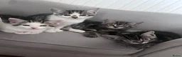Mixed Breed cats for sale: Kittens  - Advert 1