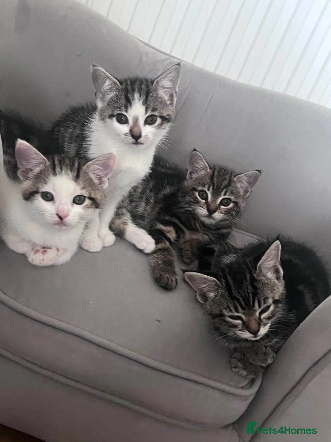 Mixed Breed cats for sale: Kittens  - Advert 1