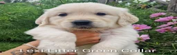 Golden Retriever dogs for sale: Show Line Golden Retriever pups available - Advert 7