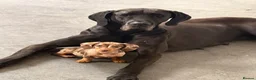Dachshund dogs for sale: Female dashshund - Advert 4