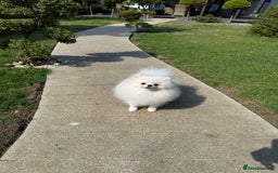 Pomeranian dogs for sale: Well house trained White Pomeranian Girl - Image 5