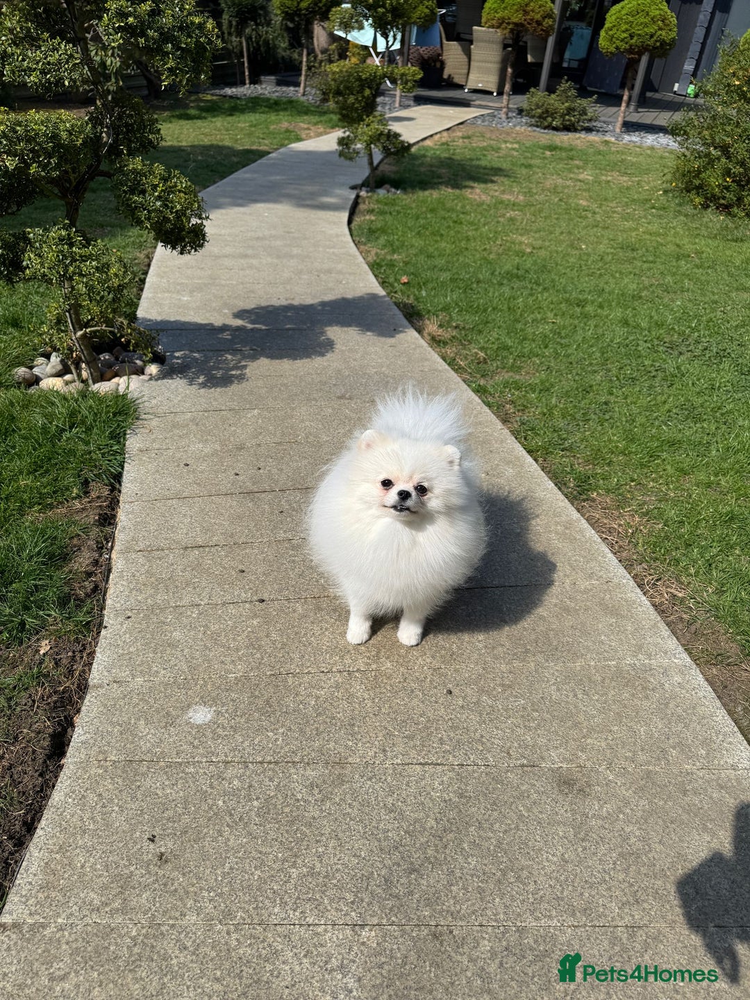 Pomeranian dogs for sale: Well house trained White Pomeranian Girl - Image 5