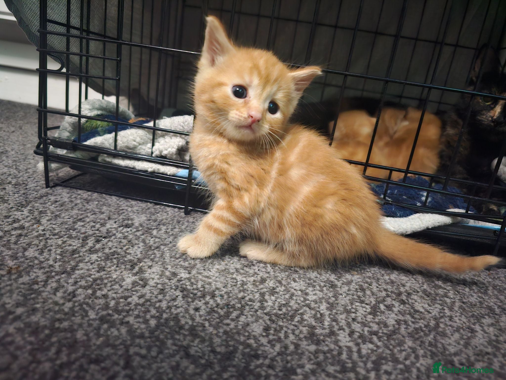 Mixed Breed cats Mixed litter off kitty's  - Advert 12