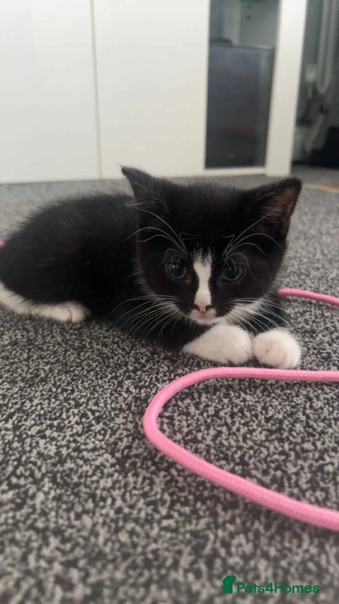 Domestic Shorthair cats for sale: 3 male kittens for sale.  in Blackburn - Advert 2