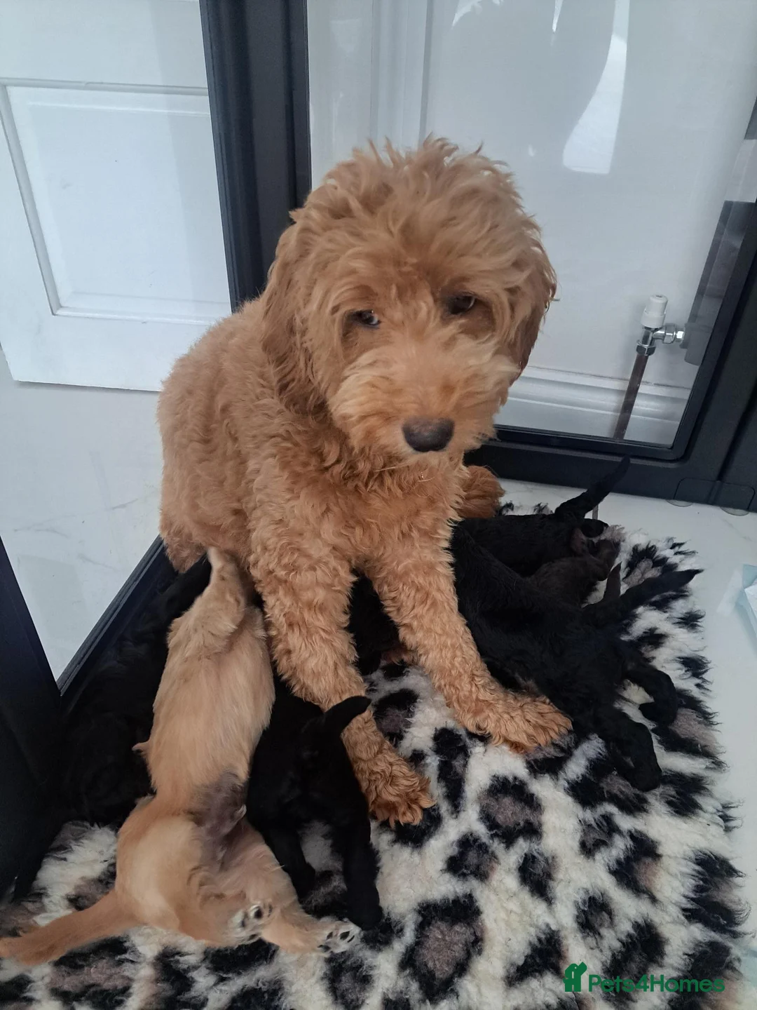 Goldendoodle dogs for sale:  Medium Goldendoodle puppies in Gateshead - Advert 17