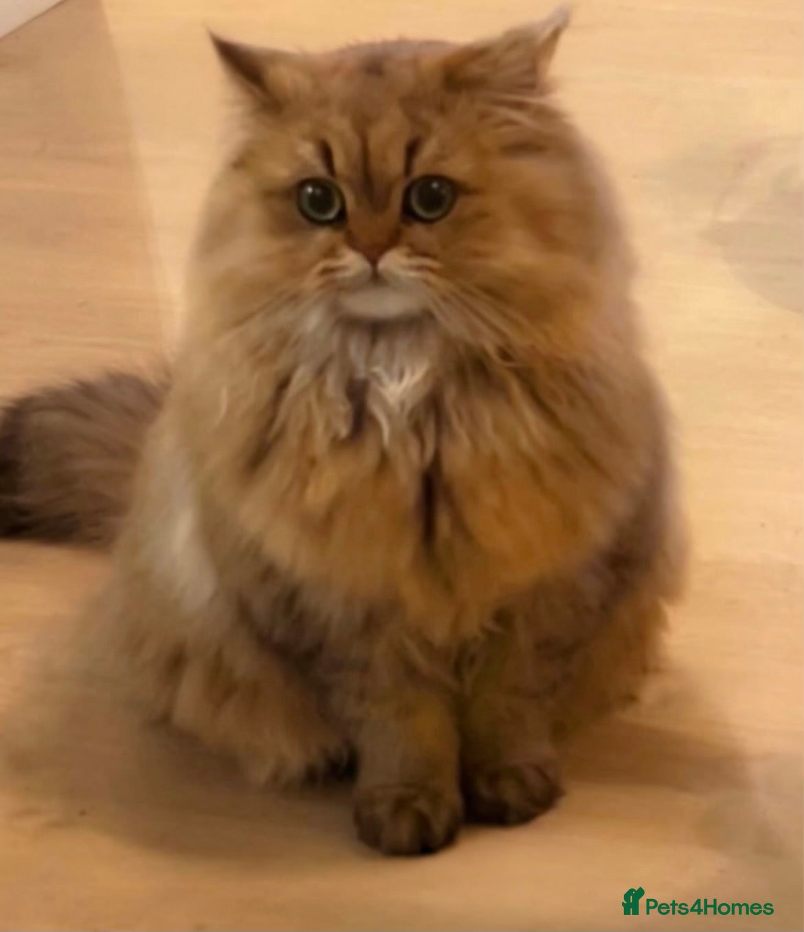Persian cats GOLDEN PERSIAN BOY💎Looking for new home  - Advert 7