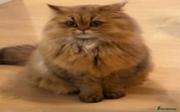 Persian cats for sale: GOLDEN PERSIAN BOY💎Looking for new home  - Image 1