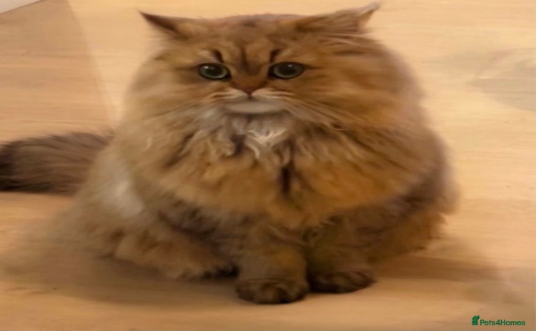 Persian cats - Advert 6