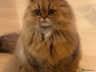 Persian cats GOLDEN PERSIAN BOY💎Looking for new home - Advert 7