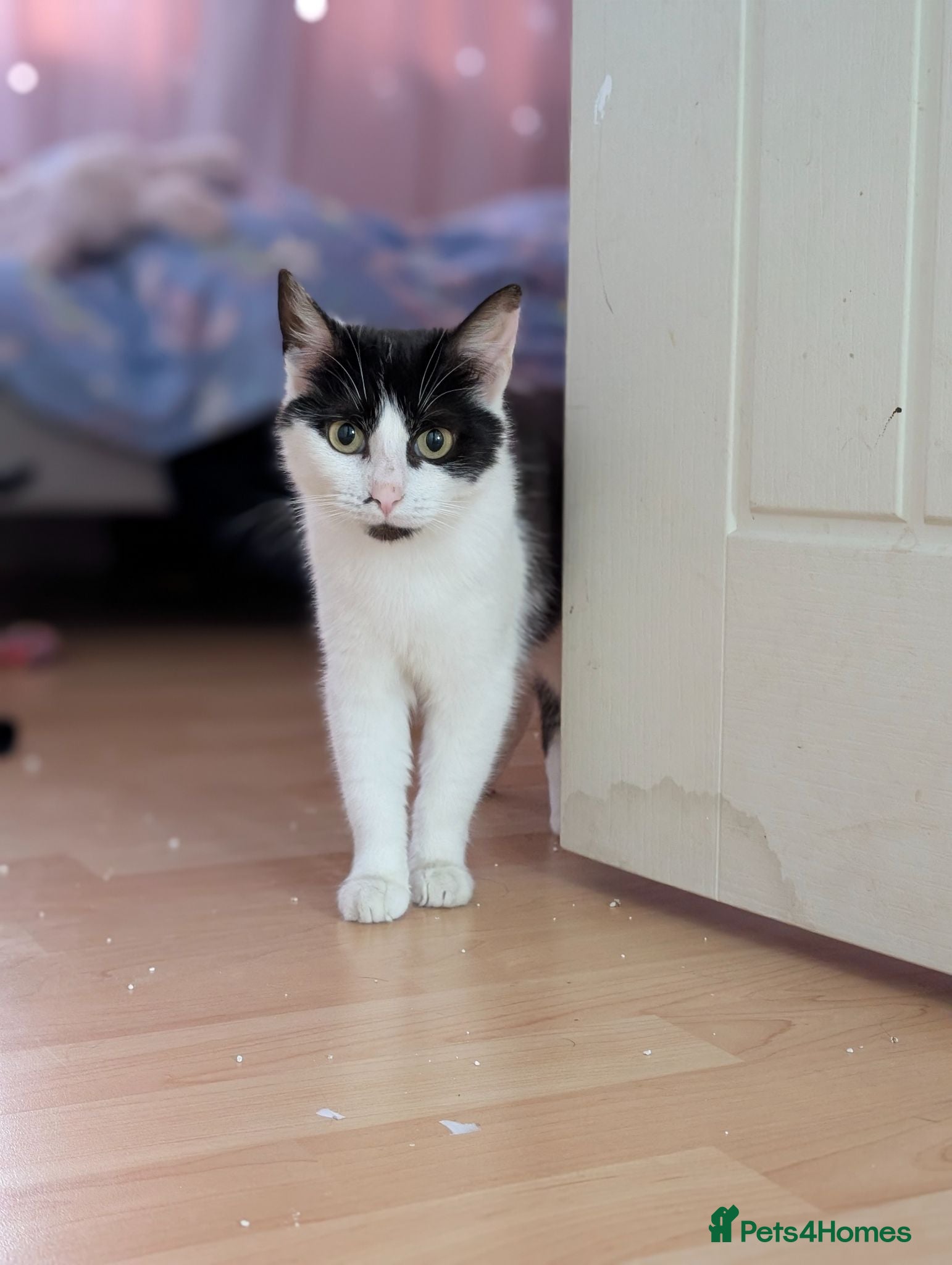 Mixed Breed cats Rescue cat  - Advert 1