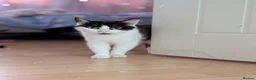 Mixed Breed cats for adoption: Rescue cat  - Advert 1