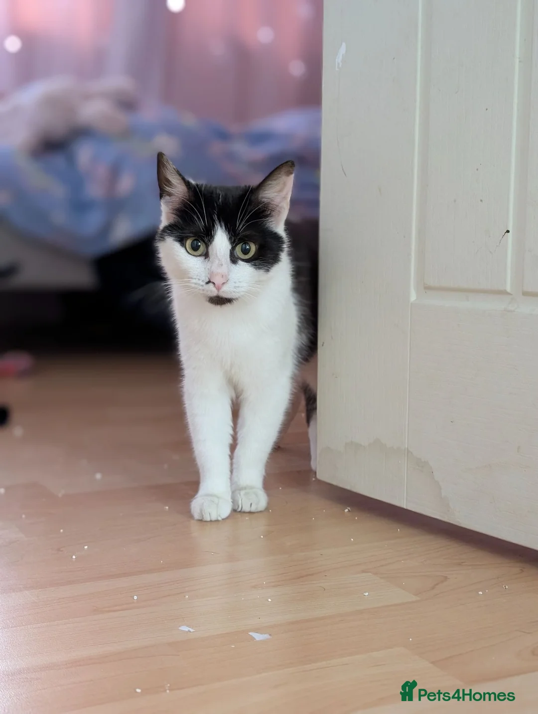 Mixed Breed cats for adoption: Rescue cat  - Advert 1