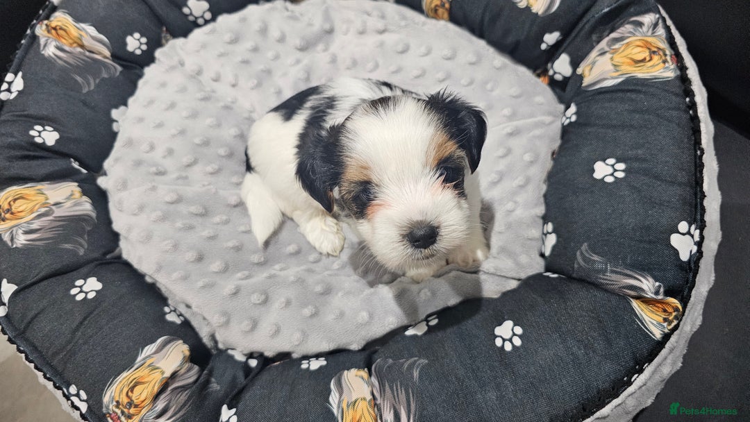 Yorkshire Terrier dogs for sale: 3 boys biewer yorkshire terrier with IHR Pedigree - Advert 6