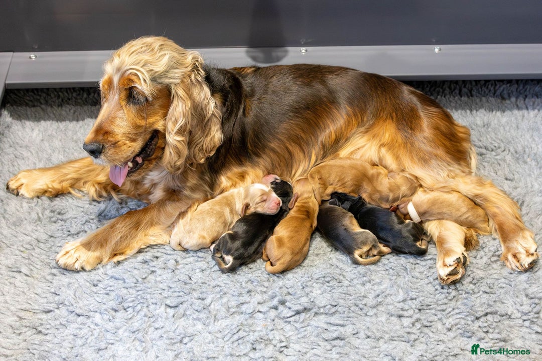 Cocker Spaniel dogs for stud: KC Reg SABLE HEALTH TESTED COCKER SPANIEL - STUD in Bishop's Stortford - Advert 14