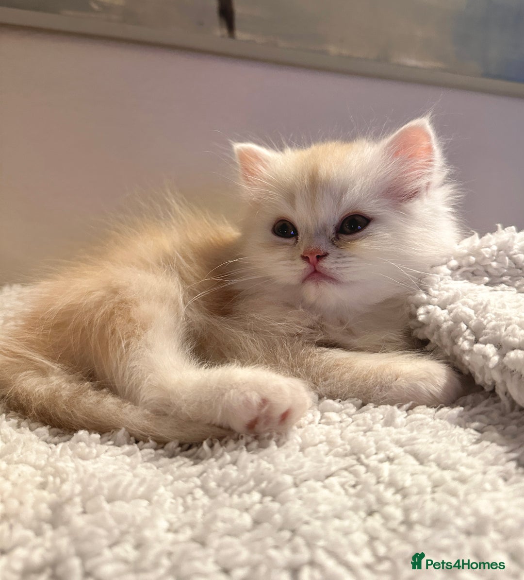 Persian cats for sale: 3 gorgeous, mischievous baby boys💙 - Advert 6