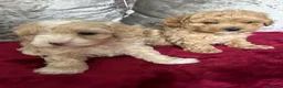 Maltipoo dogs for sale: adorable maltipoo puppies ready for a loving home - Advert 5