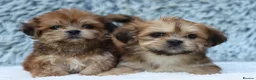 Lhasa Apso dogs for sale: 5 beautiful lahsa apso male pups for sale  - Advert 1