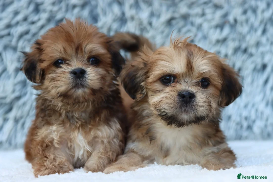 Lhasa Apso dogs for sale: 5 beautiful lahsa apso male pups for sale  - Advert 1