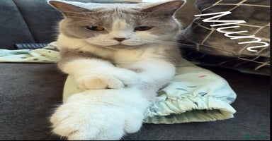 British Shorthair cats - Advert 16