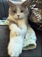 British Shorthair cats - Advert 5