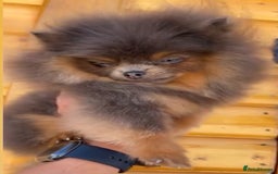 Pomeranian dogs for stud: Pomeranian stud Gypsy king  - Image 1