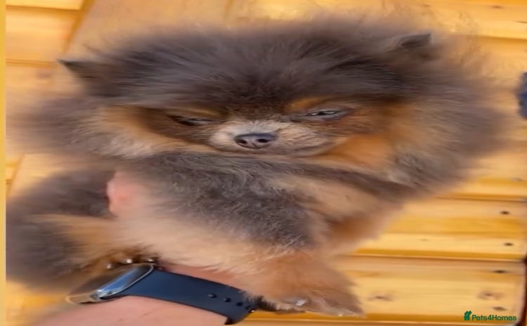 Pomeranian dogs - Advert 1